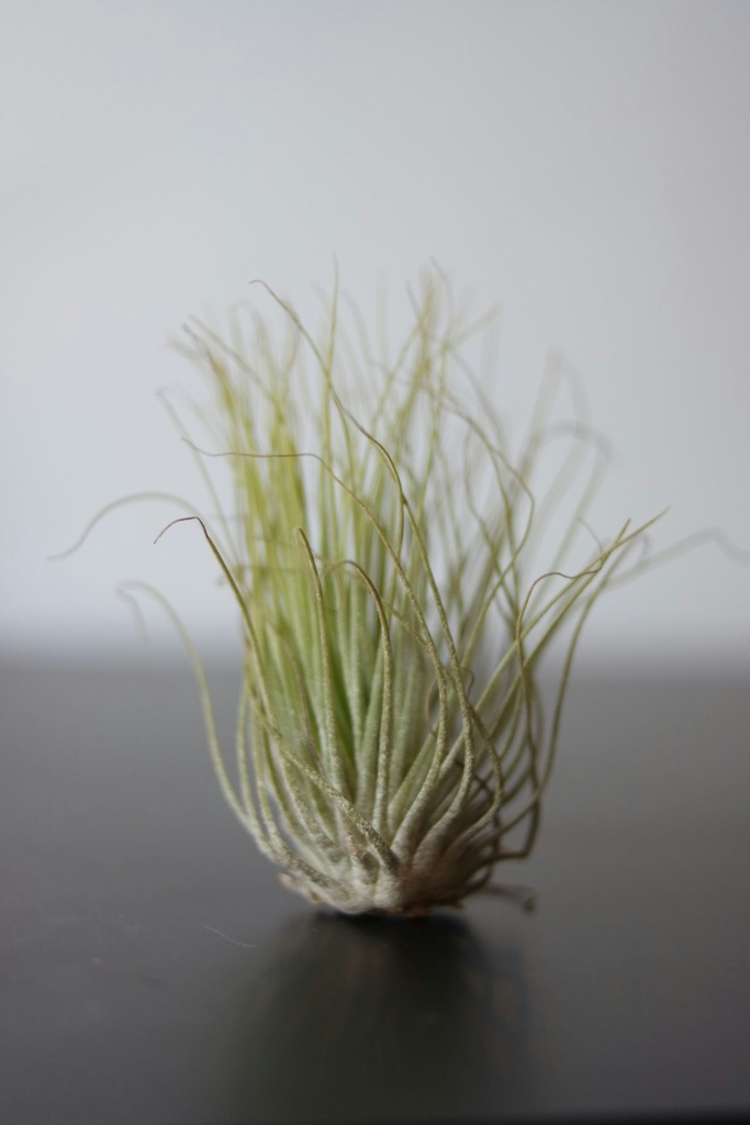 Air plants