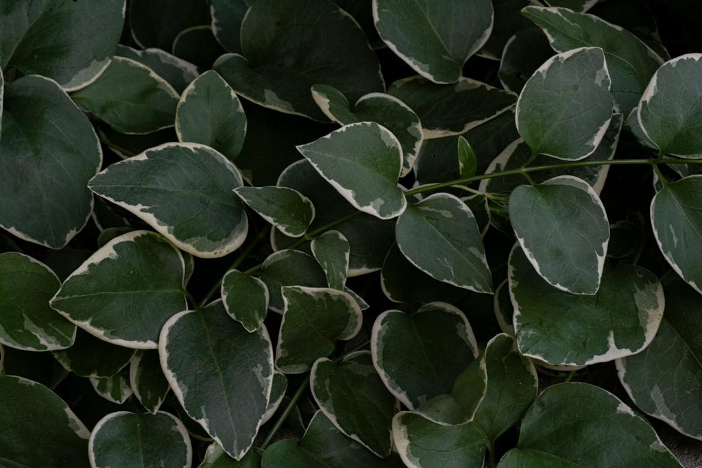 Swedish ivy