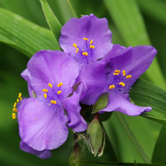 Spiderwort 