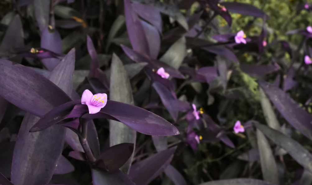 Tradescantia pallida [purple heart plant]