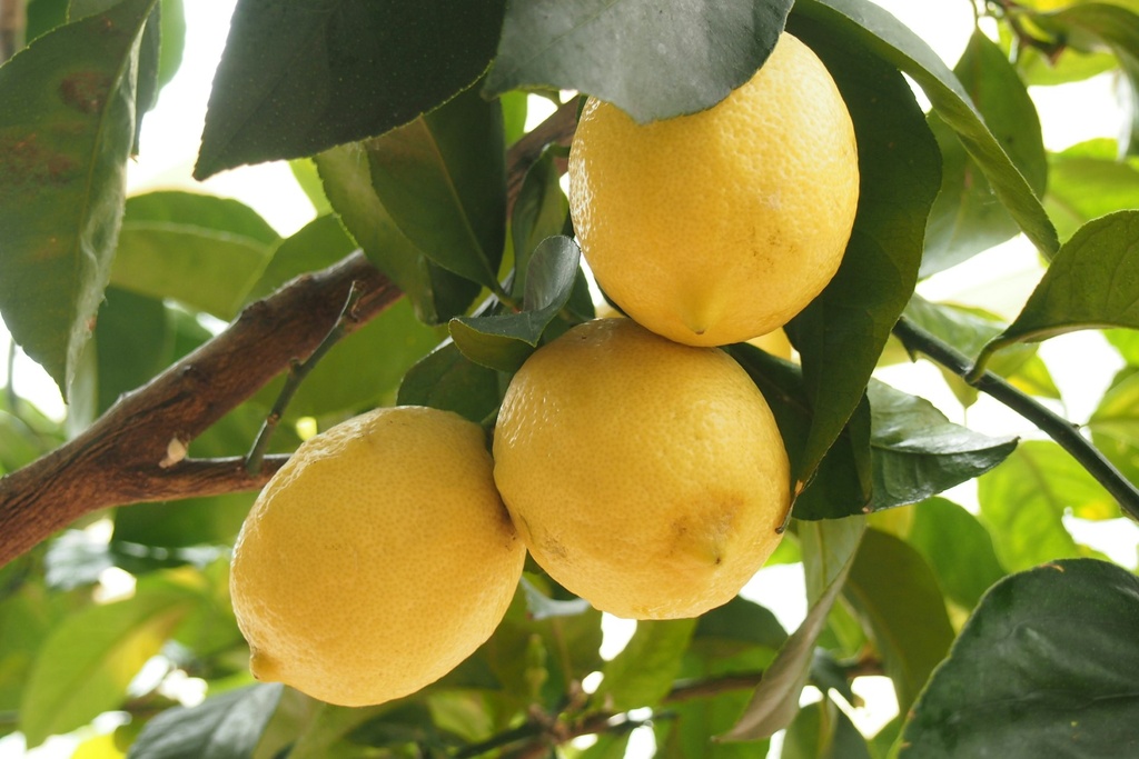 Lemon tree 