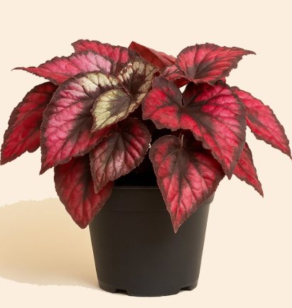 Begonia rex