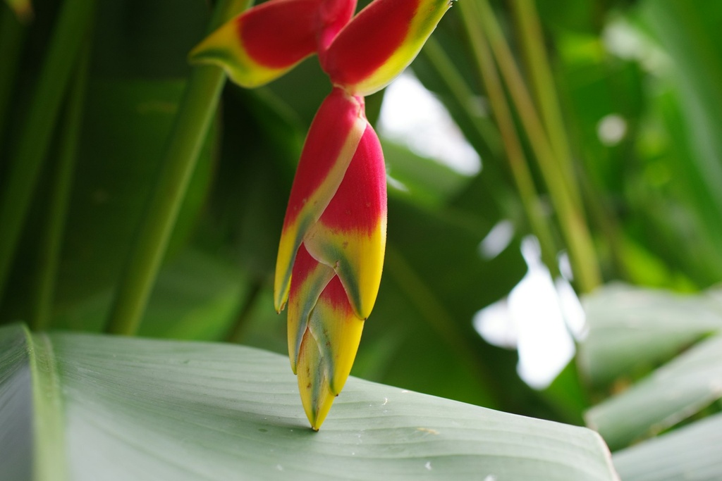 Heliconia rostrata