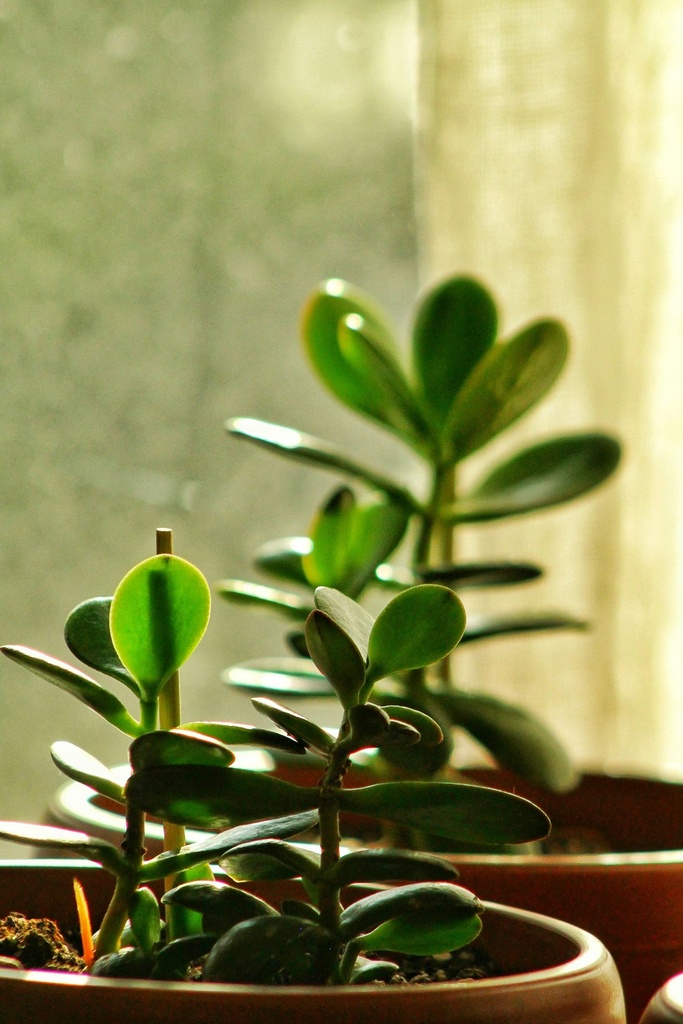 Baby rubber plant
