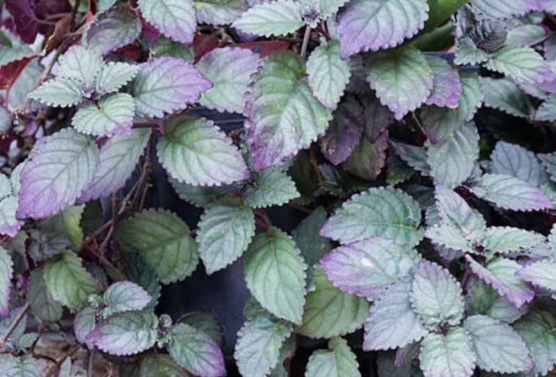 Purple waffle plant
