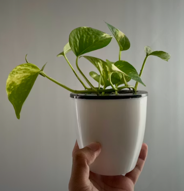 Money Plant