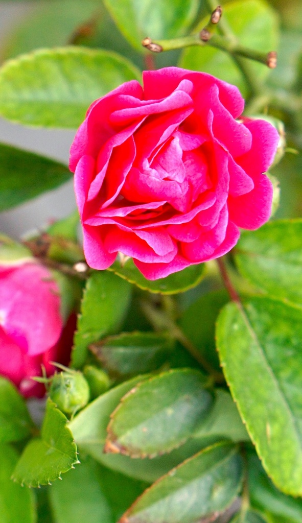 Rose