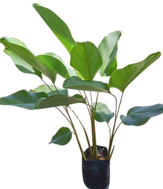 Cuben Cigar plant