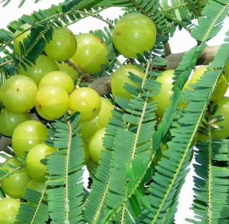 Amla