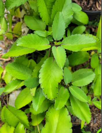 Bryophyllum