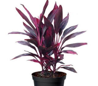 Dracaena