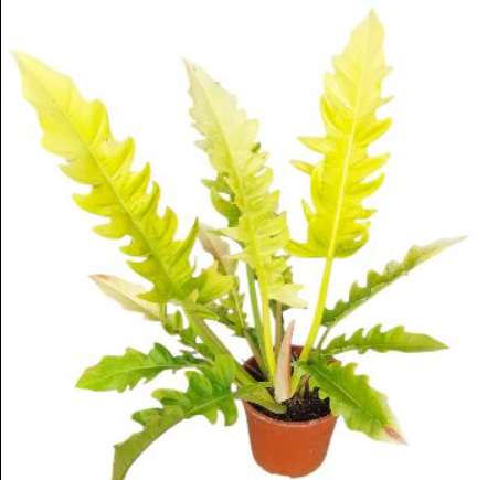 Philodendron golden serratum