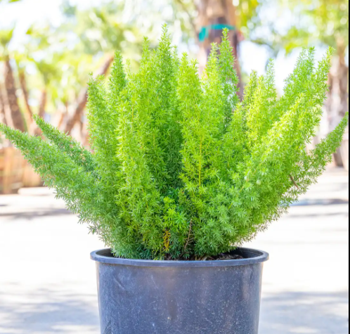 Foxtail Fern