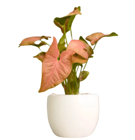 Variegated syngonium pink