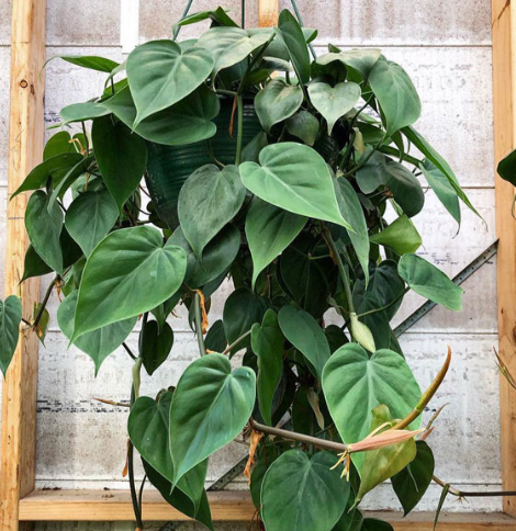 Heart leaf philodendron