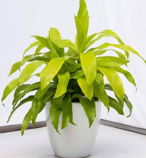 Dracaena Limelight