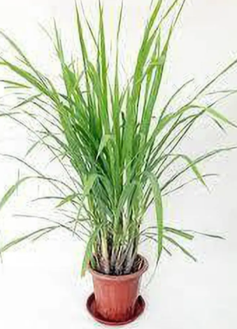 Lemon Grass