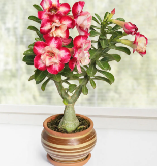Desert Rose