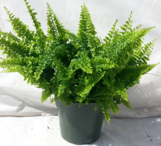 Ruffle Fern