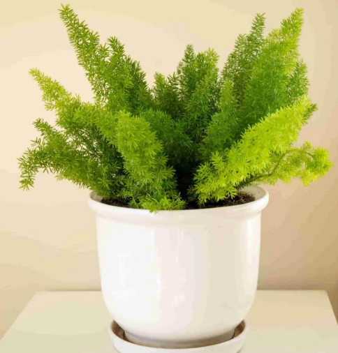 Foxtail Fern