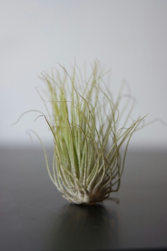 Air plants