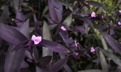 Tradescantia pallida
