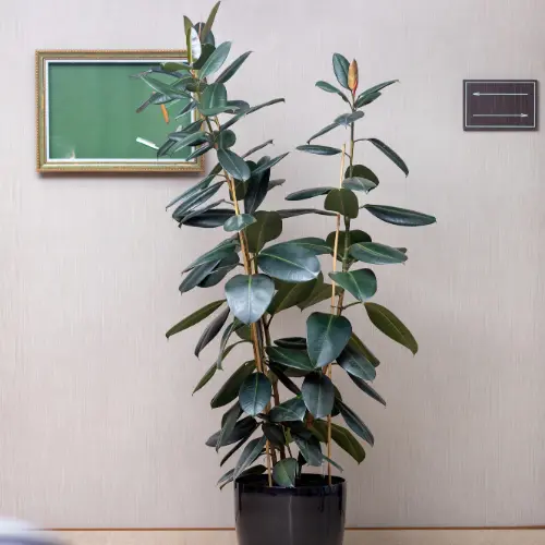 Rubber plant