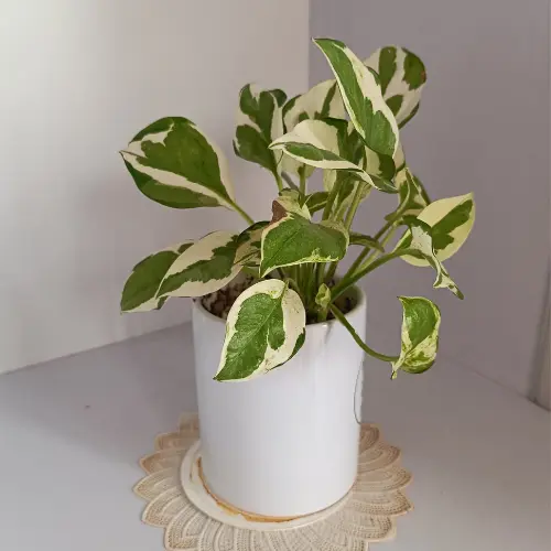 [NJP] 'N' joy pothos plant