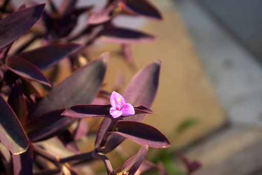 [PHP] Purple heart plant/ Tradescantia pallida