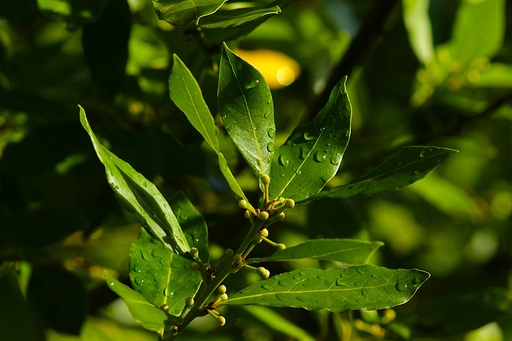 [BLR6] Bay laurel plant
