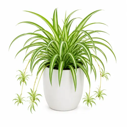 [SP] Spider Plant
