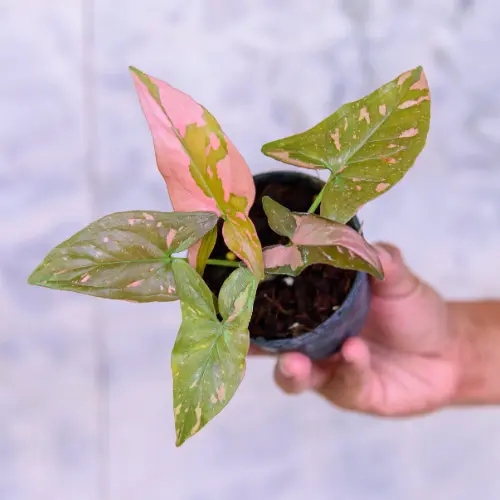 Variegated syngonium pink plant