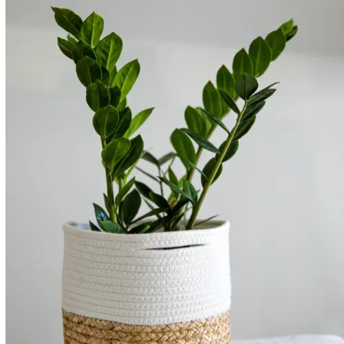 ZZ plant 