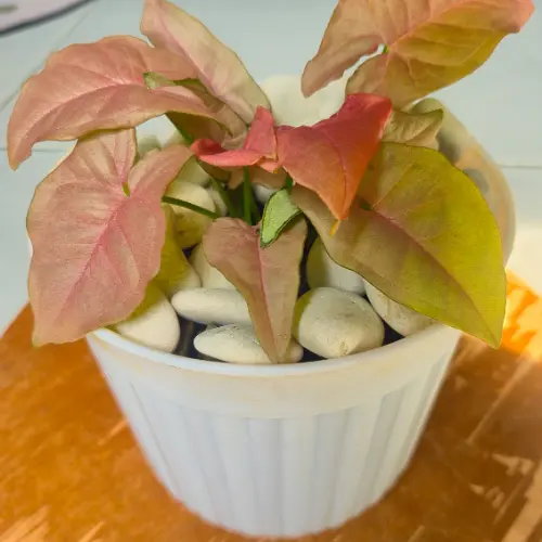 Syngonium Pink