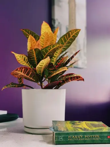 [CRT] Croton plant