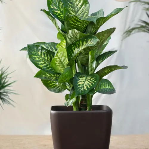 [DCP] Dumb Cane plant