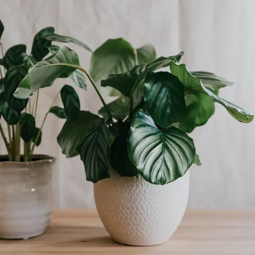 Calathea orbifolia