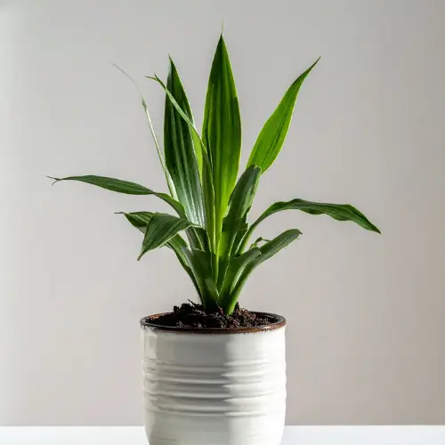 Cast iron plant