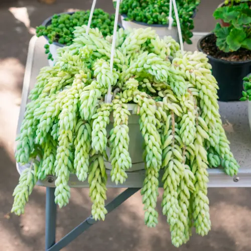 Burros tail