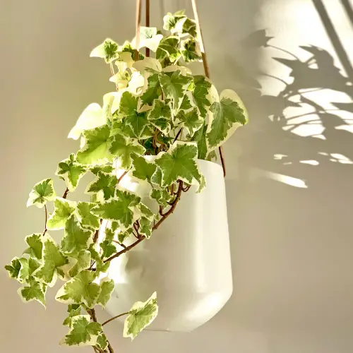 English ivy