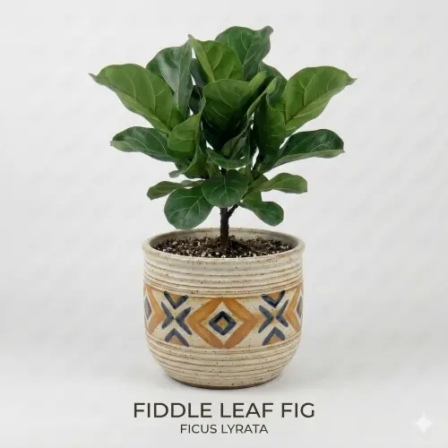 Fiddle leaf fig 