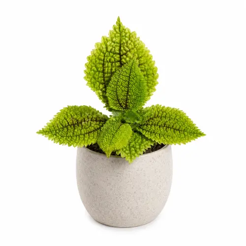 Pilea moon valley