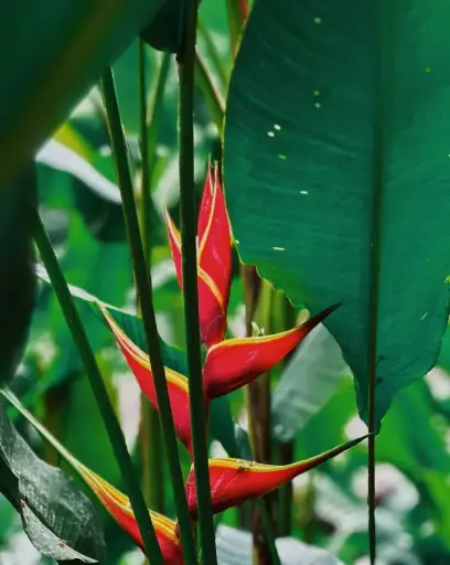 [HRO6] Heliconia rostrata plant