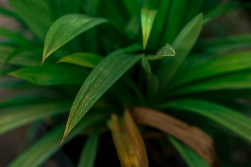 [PDN4] Pandan plant