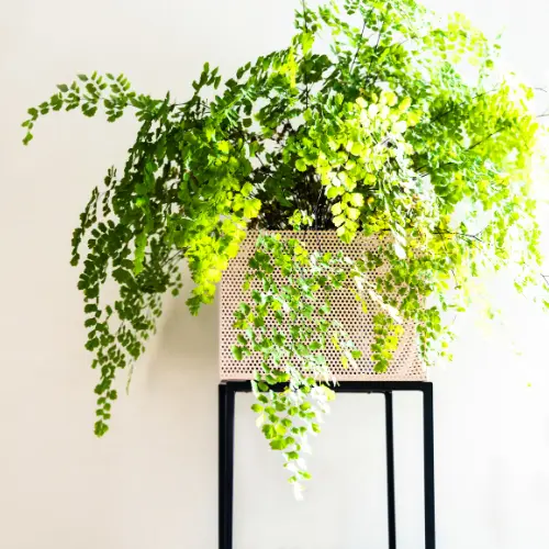 Maidenhair fern