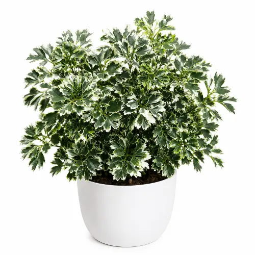 Ming aralia
