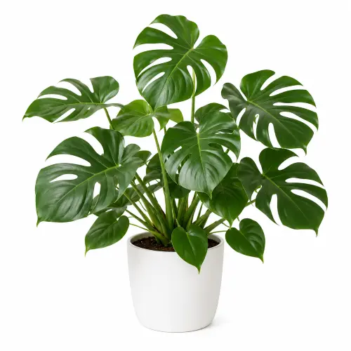 [MOP] Monstera deliciosa plant