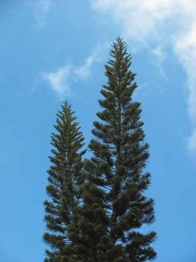 [NIP6] Norfolk island pine plant/Christmas tree