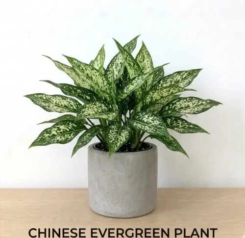 [ASW] Aglaonema snow white plant