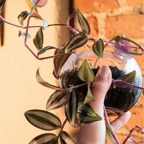 [WJP] Wandering jew plant